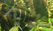 cyphotilapia_frontosa.jpg