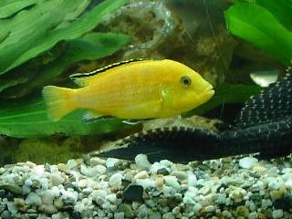 labidochromis_caeruleus.jpg